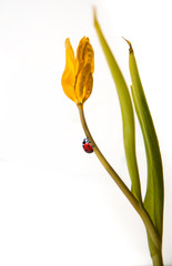 Żółty tulipan z czerwoną biedronką na łodydze © Barbara