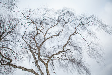 Fototapeta na wymiar Birch tree Берёза