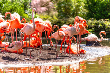 Flamingo. Flock of flamingo birds on the shore of a pond