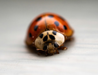 macro of ladybug from front
