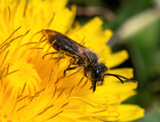 mason bee on dandelion flower