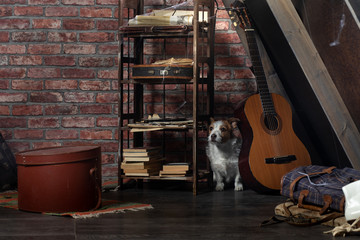 the dog is hiding in the attic. Self-isolation, old, dusty. Pet abandoned. Jack Russell Terrier