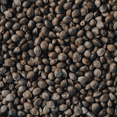 Marijuana seeds in the foreground