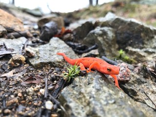 Adirondack salamander