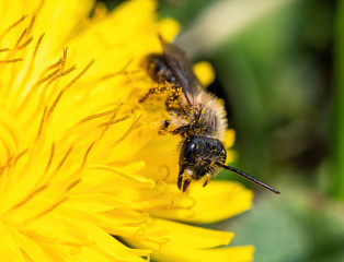 mason bee on dandelion flower