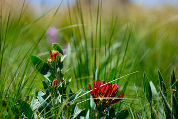 Red Mountain Pasure flower flower with green and faded purple