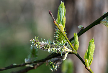 first green shoots on trees and first green bugs