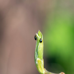 first green shoots on trees and first green bugs