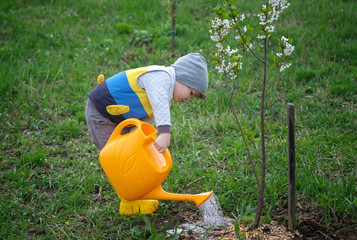 funny little boy watering a young cherry blossom in the spring garden © androsov858