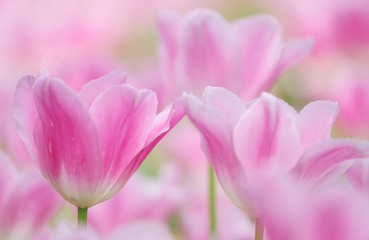 Obraz na płótnie Canvas Close-up Of Pink Flowers