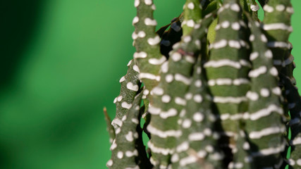 Succulent zebra plant in close up shot with green background