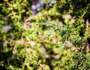 Lush forest near by the Seliger lake, Russia. Summer time, hot and sunny.