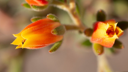 Orange flowers in a close up