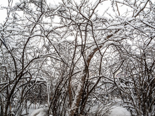 Fototapeta na wymiar Trees in the snow from a russsian park.