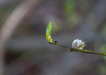 first green shoots on trees and first green bugs
