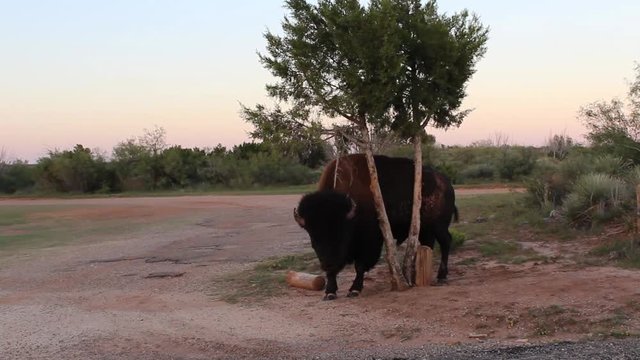 Bison Using A Tree To Scratch Its Side in Caprock Canyon State Park Texas