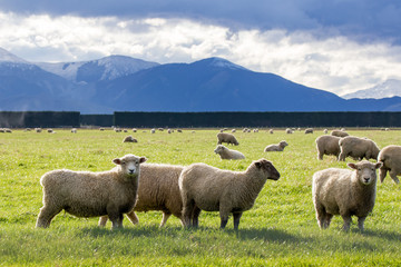 Lambs being fattened up on a Canterbury farm field over winter with snowy mountains in the...