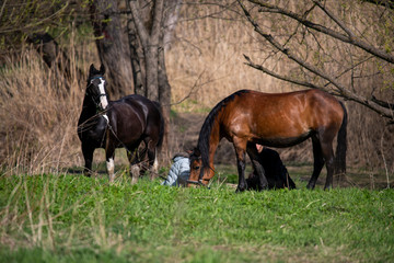 riders and horses on vacation in the forest by the river