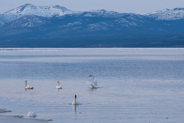 Trumpeter Swans on their annual migration from California to the Bering Sea off the coast of Alaska. Picture taken at one of their stop over points at Tagish in Yukon Territory, Canada. 
