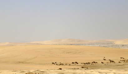 Fototapeta na wymiar désert du Qatar en véhicule tout-terrain (4*4)
