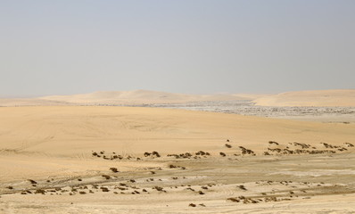 désert du Qatar en véhicule tout-terrain (4*4)