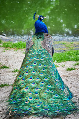 Obraz premium Indian peafowl closeup (Pavo cristatus)