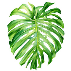 watercolor tropical leaf, monstera on an isolated white background, hand drawing © Hanna