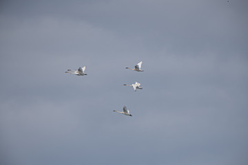 Trumpeter Swans on their annual migration from California to the Bering Sea off the coast of Alaska. Picture taken at one of their stop over points at Tagish in Yukon Territory, Canada.  Flying.