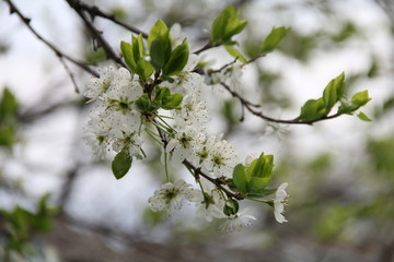 white cherry blossom