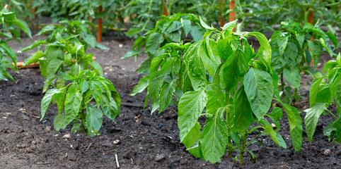 Green Seedlings Pepper Plants Growth in summer in garden on garden bed closeup. Cultivation of vegetables, agriculture. Gardening in the summer house in the spring and summer season.