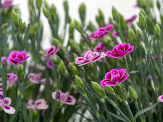 Dianthus blooming in the spring, decorative plant
