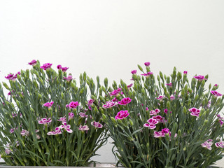 Dianthus blooming in the spring, decorative plant