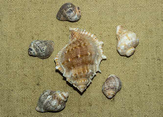 Seashells