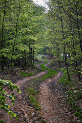 Feldweg Waldweg durch Wald