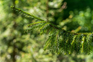 Tannenzweig