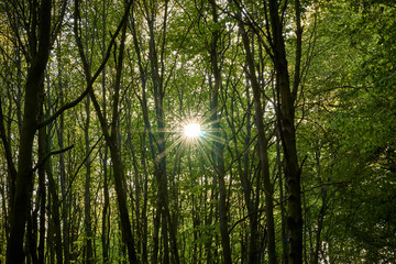 Fototapeta na wymiar Sonnenstern durch Bäume und grüne Blätter