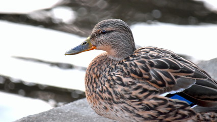 Fototapeta premium Portrait of a Mallard Duck - a brown female with a gray beak and a blue feather