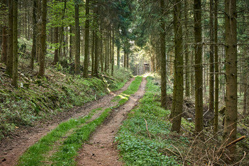 Waldweg durch Wald mit Bäumen Feldweg durch Tannen