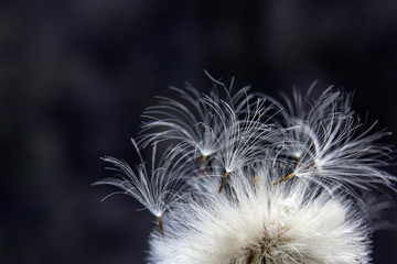 Fototapeta na wymiar Dandelion seeds on dark background . Macro photo of nature. Copy space for text