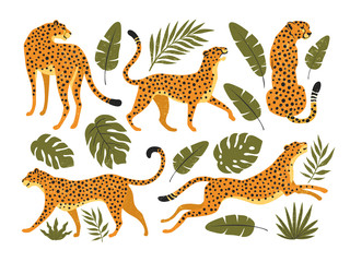 Vector set of leopards or cheetahs and tropical leaves. Trendy illustration. © Angelina Bambina