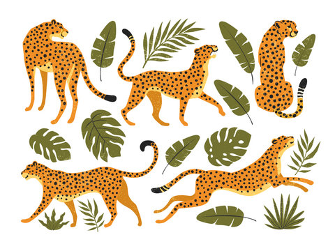 Vector set of leopards or cheetahs and tropical leaves. Trendy illustration.
