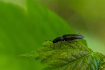 Kleiner Käfer auf einem Blatt