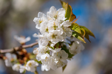 Fototapeta premium Flowering fruit tree