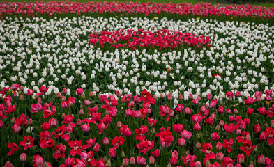 white and pink tulips on a flowerbed in spring