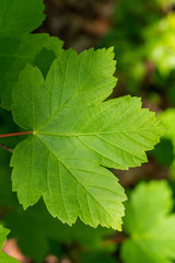 Blattstruktur Spitzahorn