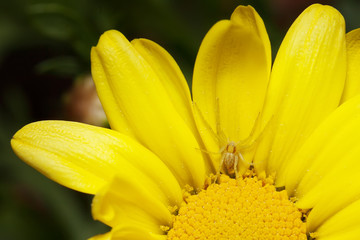 close up of yellow flower with spider