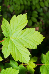 Blattstruktur Spitzahorn