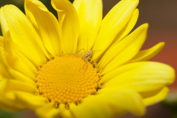 close up of yellow flower with yellow spider