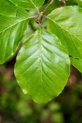 Blattstruktur einer Erle