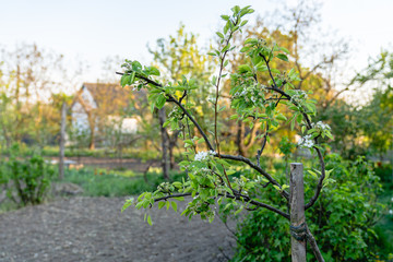 Fototapeta na wymiar Blooming pear tree in the garden, spring time in the countryside